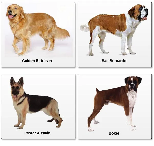 Nombres razas perros - Imagui