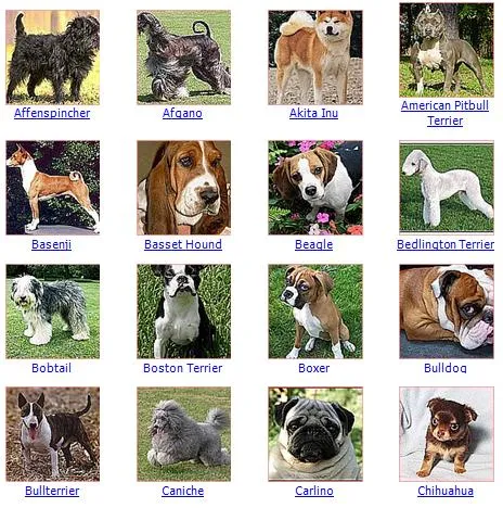 Nombres de razas de perros - Imagui