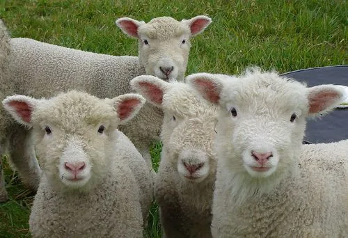 Northampton Company Mows Lawns With Sheep | Valley Post Northampton Company Mows Lawns With Sheep | Valley Post