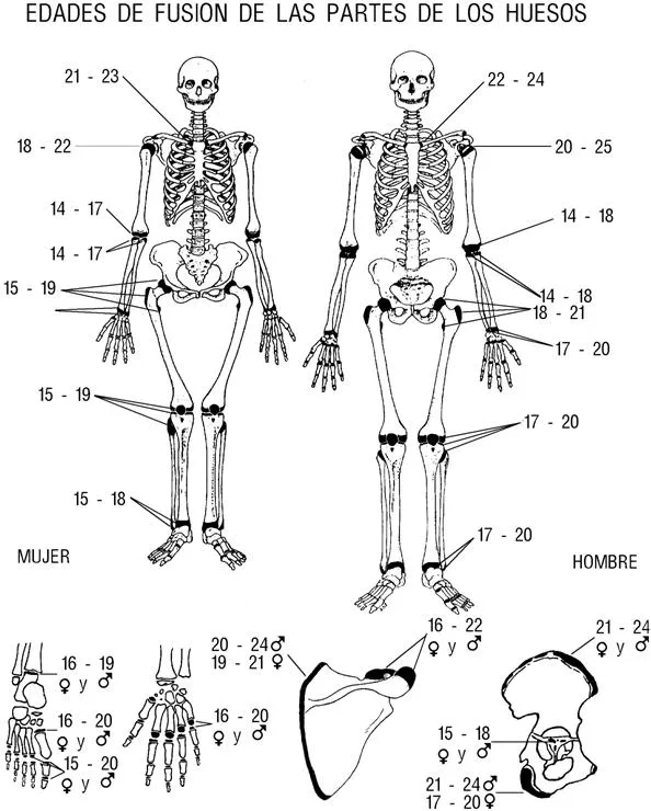 Notas de antropología para medicos forenses (página 2 ...
