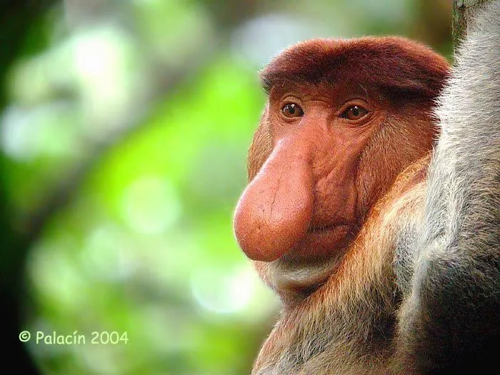 El mono mas feo del mundo - Imagui