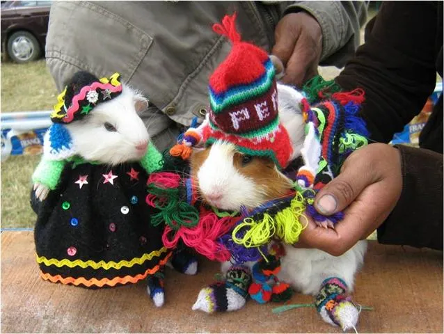 ... NOTICIAS: Huancavelica alista festival con platos a base de cuy ... NOTICIAS: Huancavelica alista festival con platos a base de cuy