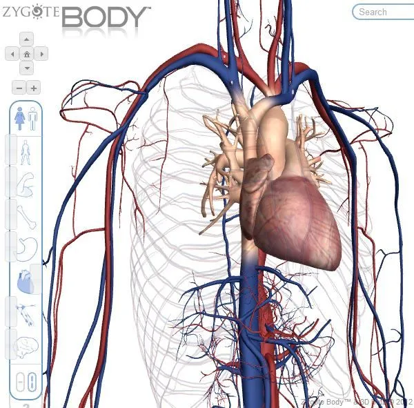 Noticias del IES La Flota: El cuerpo humano en 3D, por dentro y fuera