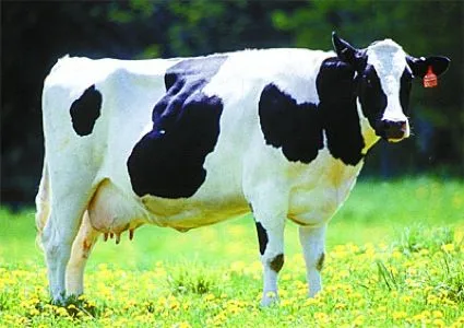 Noticias 3D - Vacas para alimentar datacenters de energía Noticias 3D - Vacas para alimentar datacenters de energía
