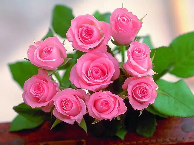 Imagenes de rosas color rosa - Imagui
