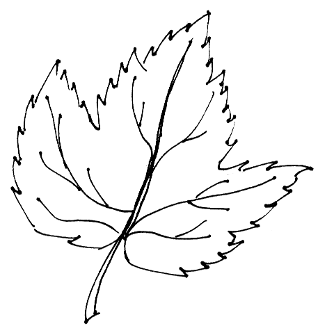oak leaves drawing - Google Search | A quilt to consider ...