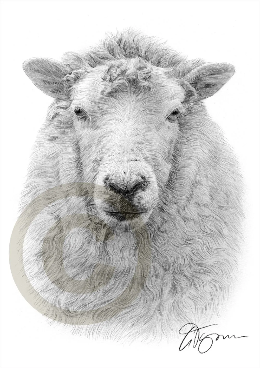 Obra de arte de ovejas impresión de dibujo a lápiz arte - Etsy México