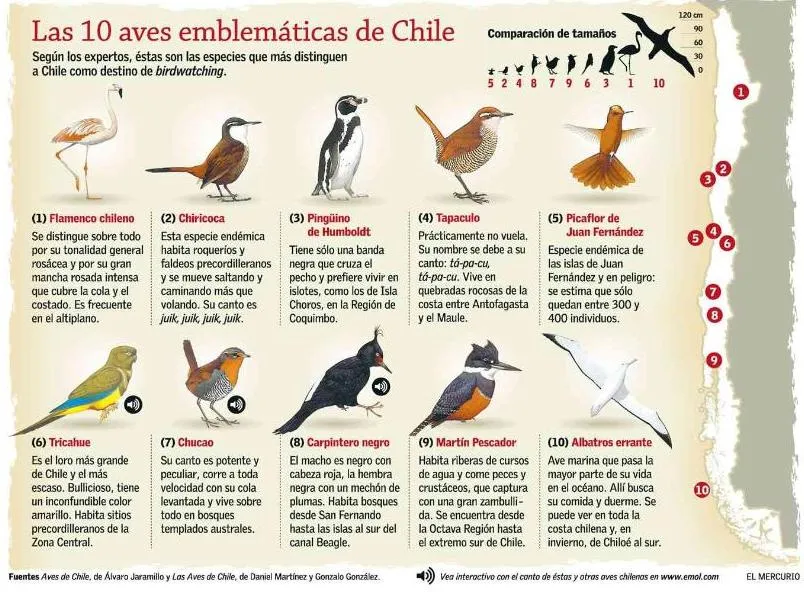 Observando aves en Bariloche y sus alrededores: Diez aves de Chile Observando aves en Bariloche y sus alrededores: Diez aves de Chile