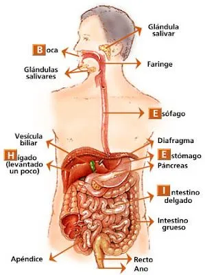Lo que más odio de mi cuerpo es el sistema digestivo...