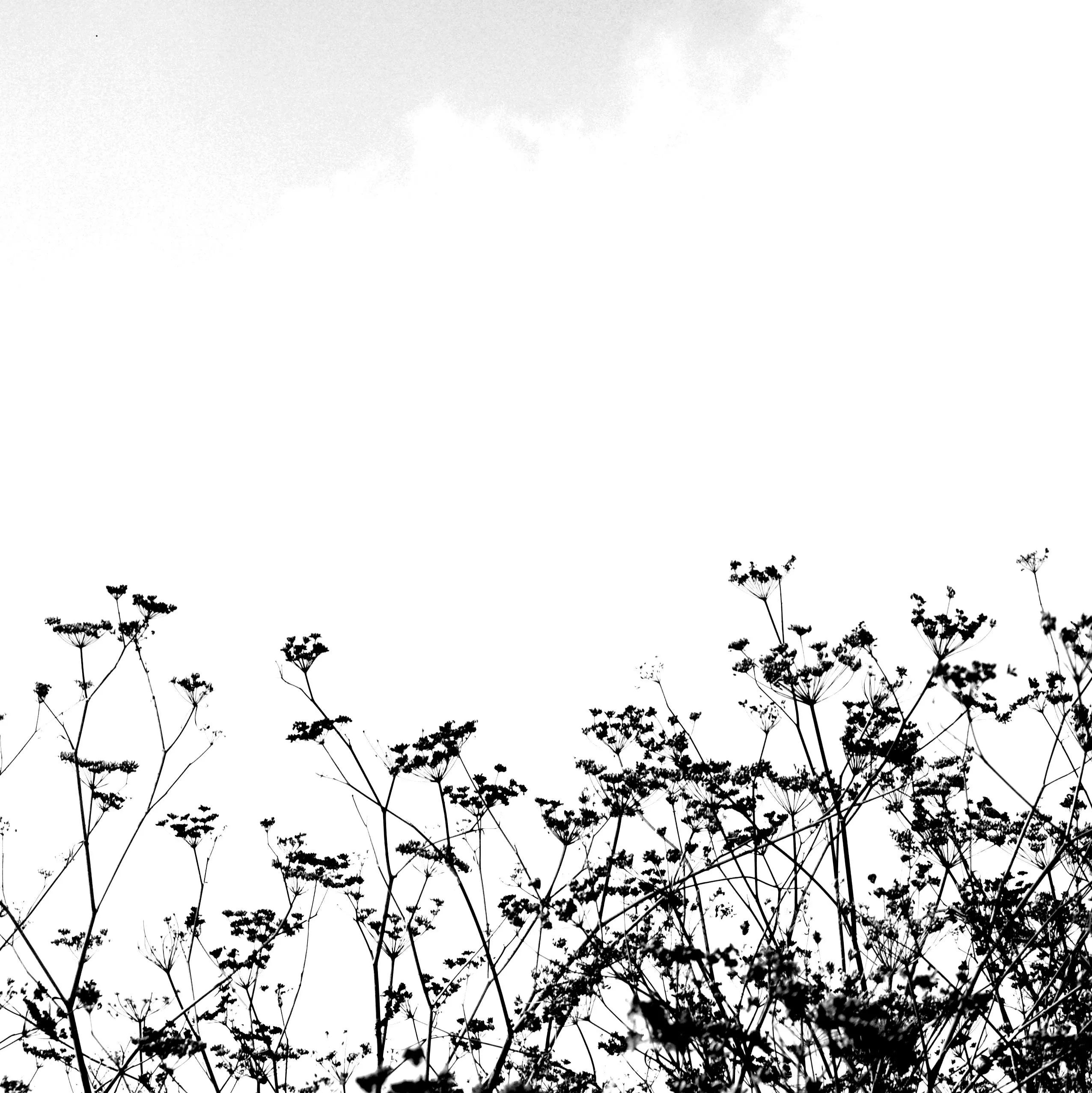  ... de flores esmaltado! « El oscuro borde de la luz I (fotos y