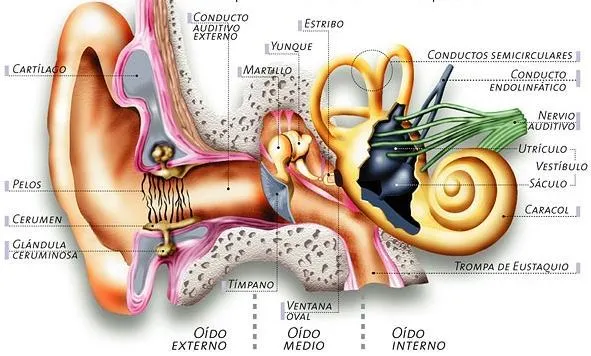Cómo Trabaja el Oído por Abraham Talabera | Homomexiquensis