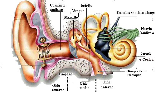 El oído externo oído medio y oído interno y sus partes | Para niños
