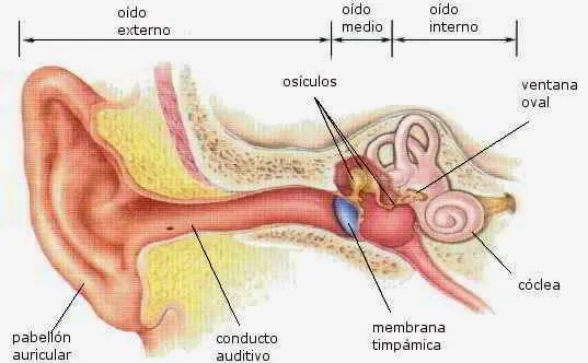 El oído externo oído medio y oído interno y sus partes | Para niños