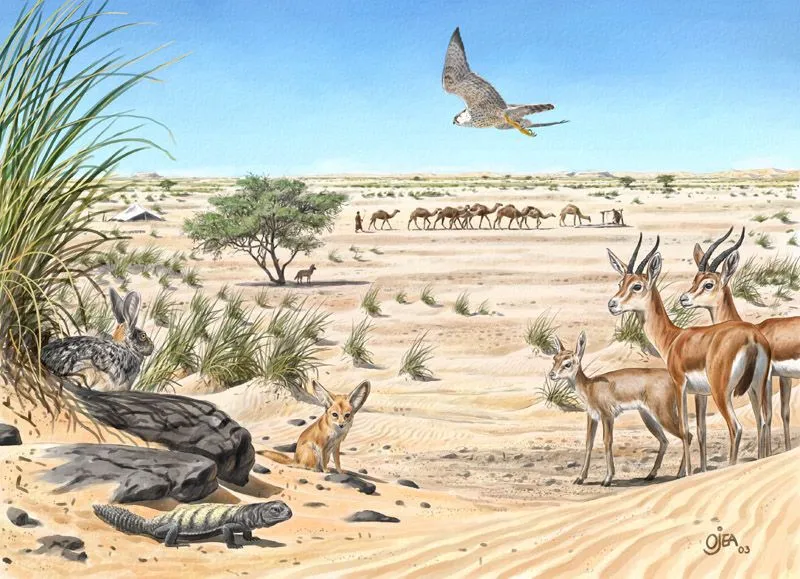 Ecosistema terrestre desierto dibujo - Imagui