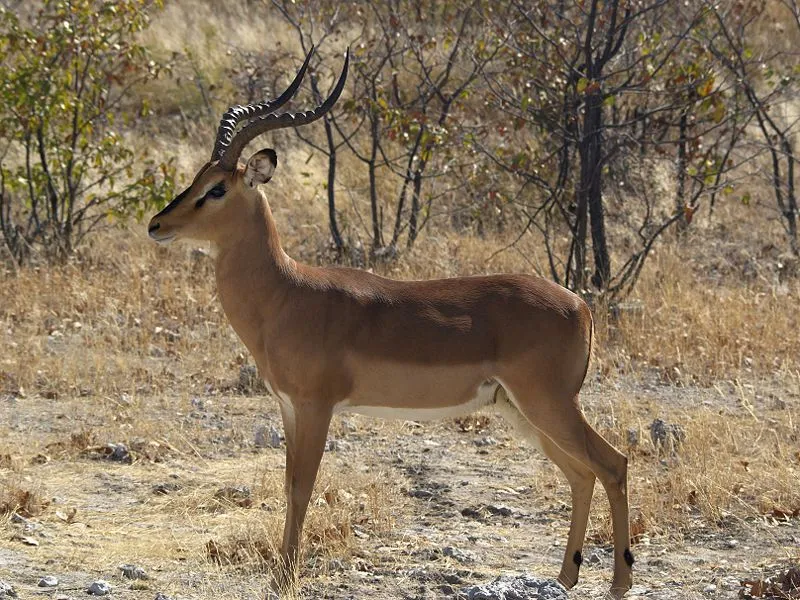El ojo del buitre: Impala (Aepyceros melampus)