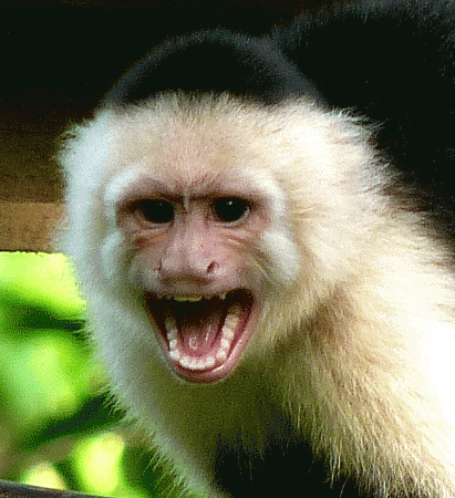 El ojo del buitre: Monos - Cara blanca (Cebus capucinus)