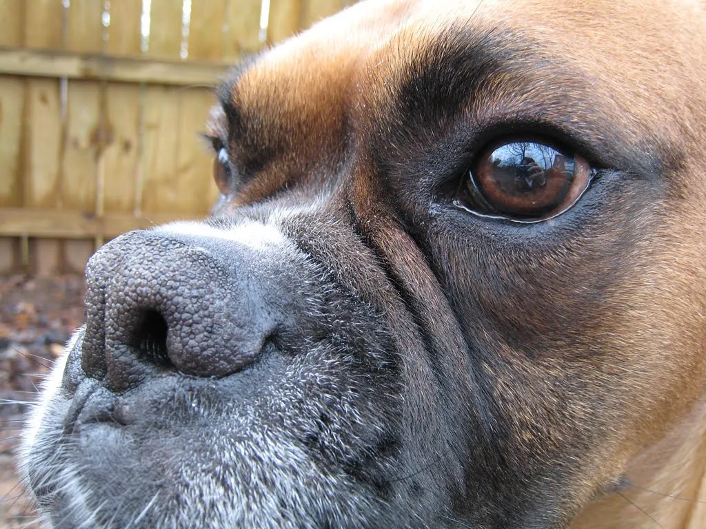 El ojo del buitre: Perros - Boxer