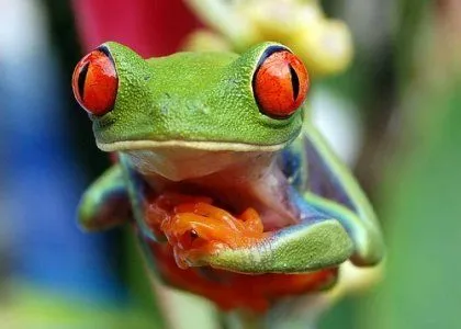 El ojo del buitre: Rana verde de ojos rojos (Agalychnis callidrias) El ojo del buitre: Rana verde de ojos rojos (Agalychnis callidrias)