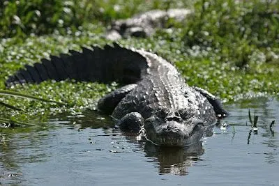 El ojo del buitre: Reptiles - Caimán negro (Melanosuchs niger) El ojo del buitre: Reptiles - Caimán negro (Melanosuchs niger)
