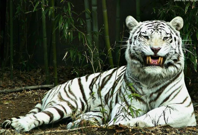 El ojo del buitre: Tigre blanco