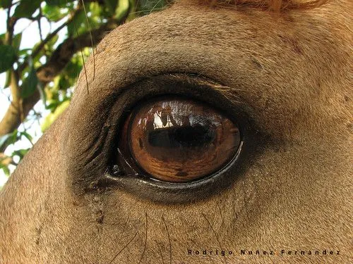 ojo caballo | Flickr - Photo Sharing!
