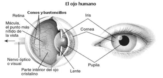 Dibujos para colorear del ojo humano y sus partes - Imagui