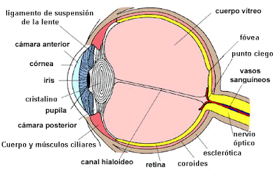 El ojo humano: El ojo y sus partes