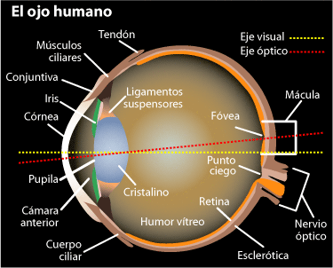 Ojo Humano – Sus partes y características | La guía de Biología