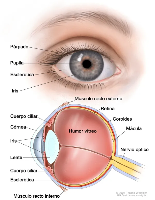 El ojo humano y sus partes dibujo - Imagui