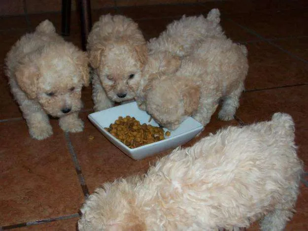 Ojo oferta cachorros french poodle mini toy garantizados blancos ...