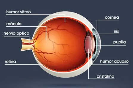 Se puede comparar el ojo humano con una cámara fotográfica: