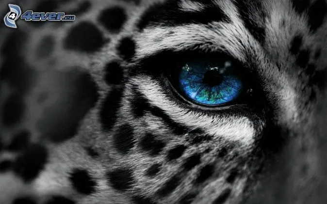 Ojos tigre blanco - Imagui