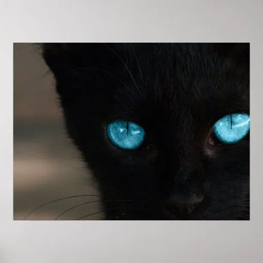 Ojos azules del gato negro de BLCBE Póster | Zazzle