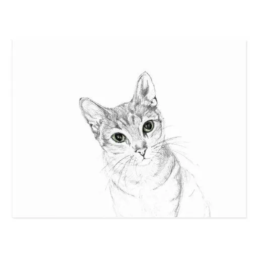 Ojos de gato un dibujo de lápiz postal | Zazzle