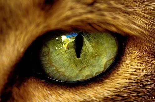 Los ojos del gato - Taringa!