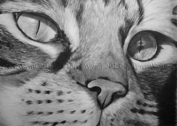 Original Pencil Drawing Cat Eyes 5x7 Pencil por terriwyatt Original Pencil Drawing Cat Eyes 5x7 Pencil por terriwyatt