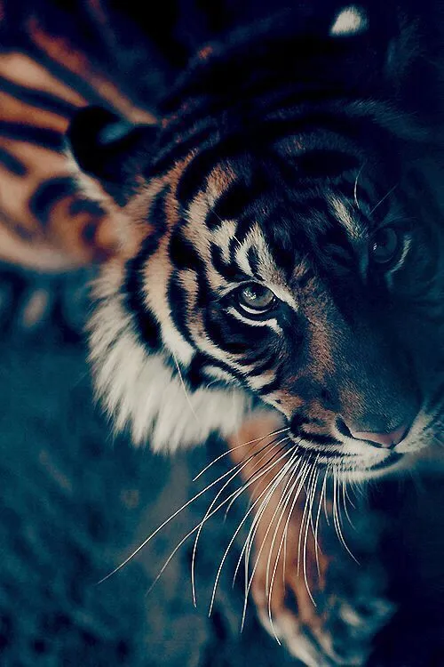 ojos de tigre portada - Buscar con Google | fondos/ wallpaper ...