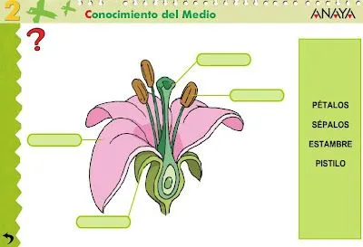 recursos para 1º ciclo de primaria - ISANAJI: Partes de una flor