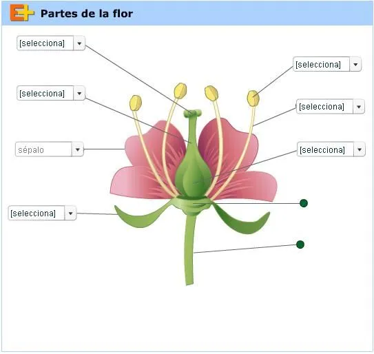 Partes de una flor. Botánica (educaplus.org) - Didactalia ...