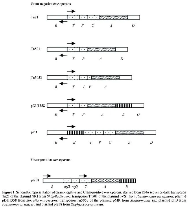 Operon mer: Bacterial resistance to mercury and potential for ...