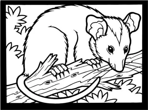 Opossum Coloring page | Free Printable Coloring Pages