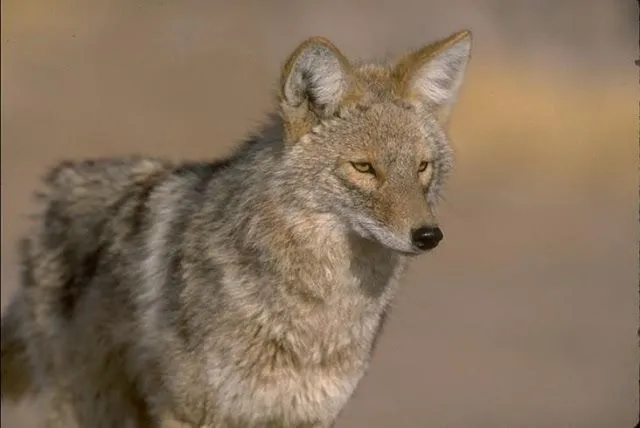 Oráculo 10: El coyote.