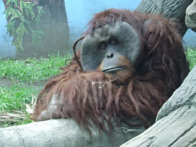 Orangután desprende dedo de estudiante de Veterinaria en zoológico ...