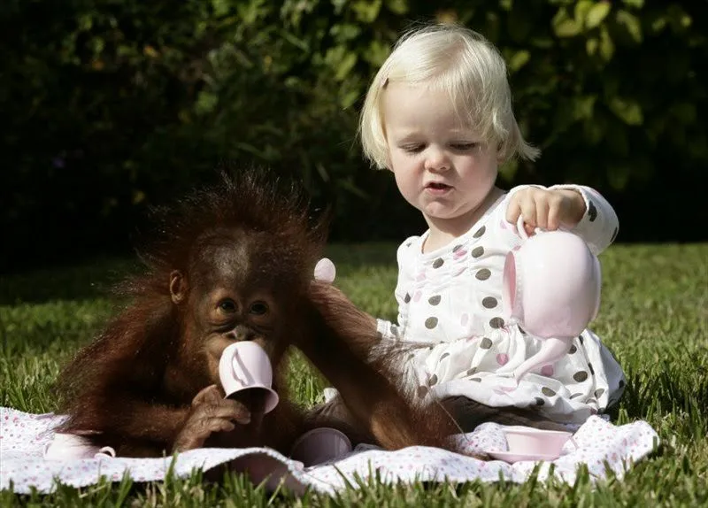 Un orangután de mascota.
