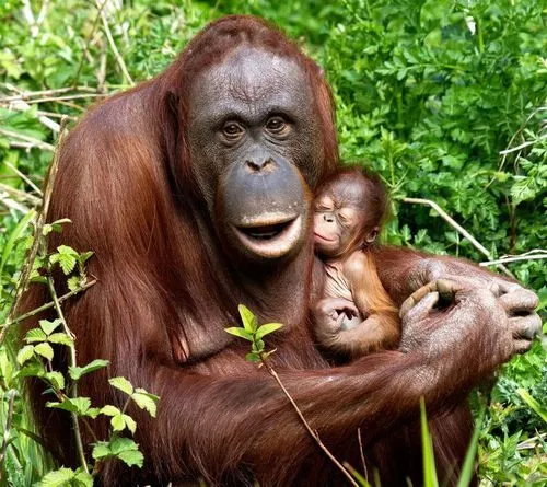 Orangutan - ZooBorns