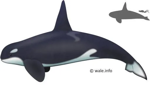 Orca - Delfines y Ballenas en el Estrecho de Gibraltar