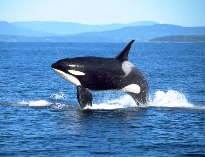 Orcas – Te Ara Encyclopedia of New Zealand