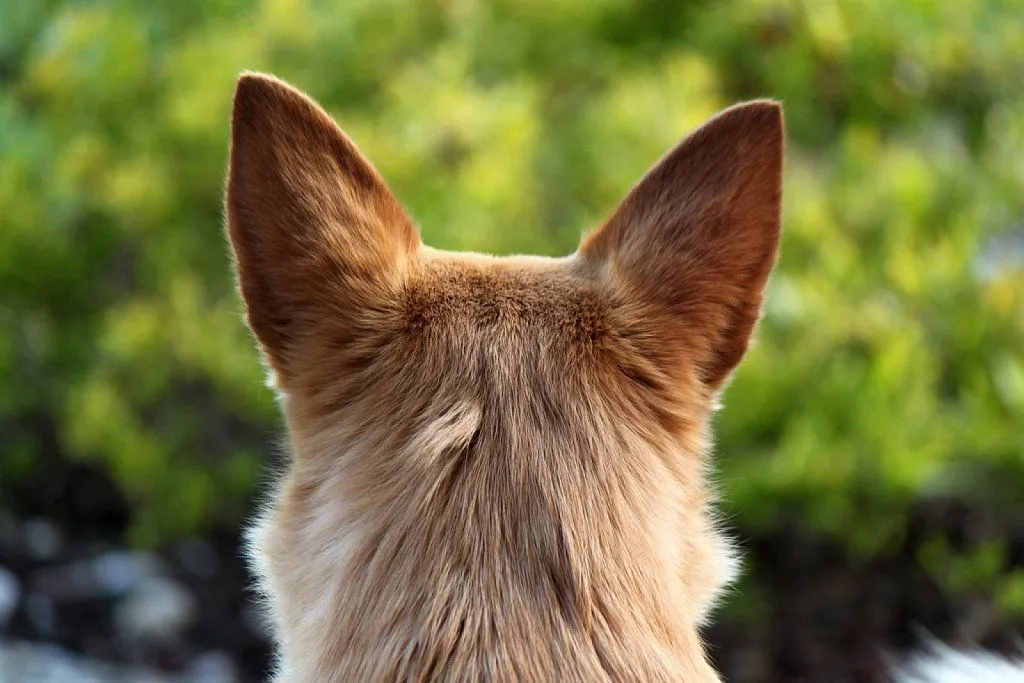 orejas del perro (4) | Cuidar de tu perro es facilisimo. orejas del perro (4) | Cuidar de tu perro es facilisimo.