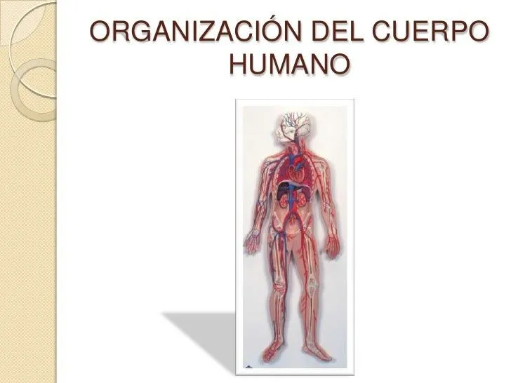 organizacion interna del cuerpo humano