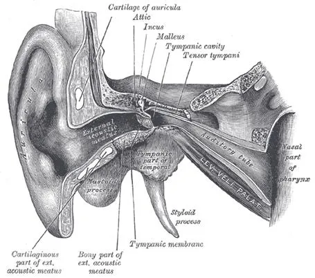 Estructura dibujos del oído estructura para colorear - Imagui